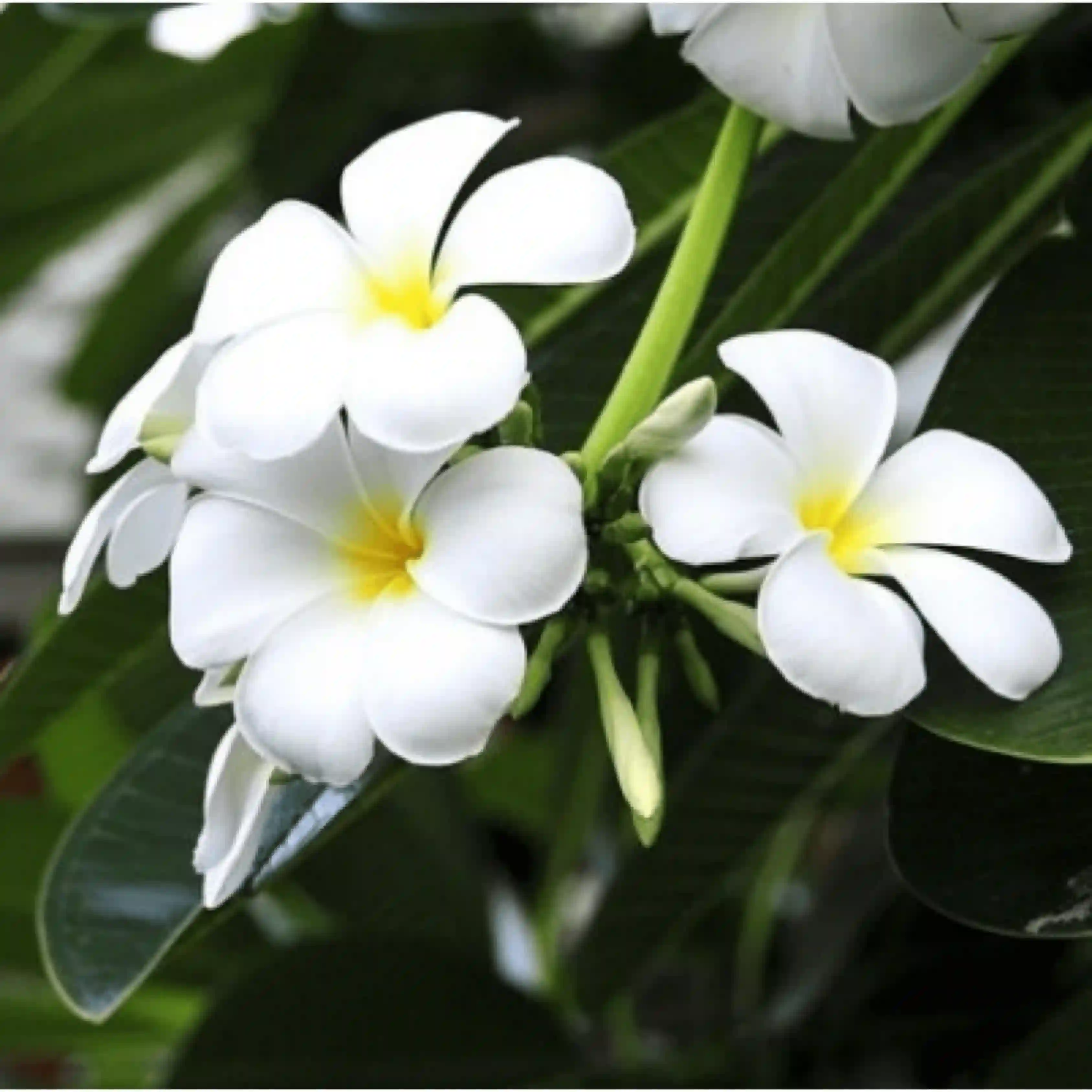 Plumeria Alba Plant